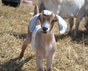 Photo of the Week: Kid on the Farm Image